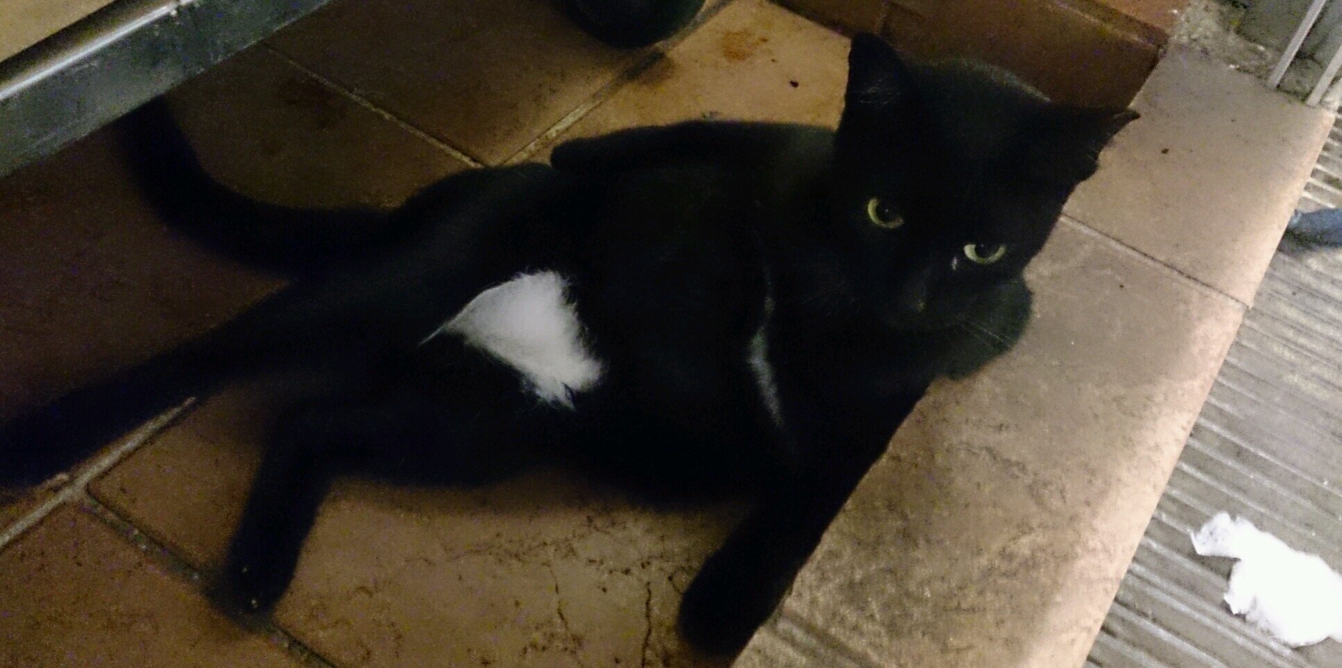 mypurplekitty's profile banner image