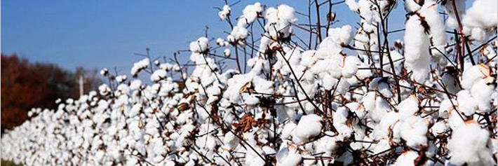 Cotton Corporation Of India Ltd. banner