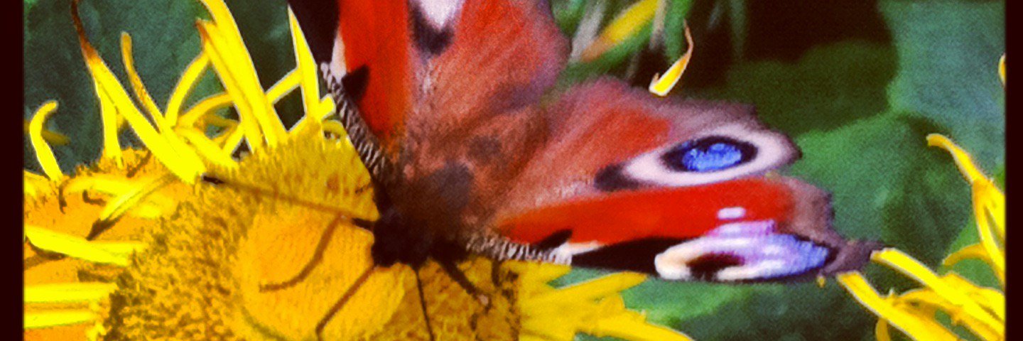 Dr Beth Bareham banner