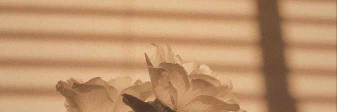☁️✧ Bee ✧☁️ banner