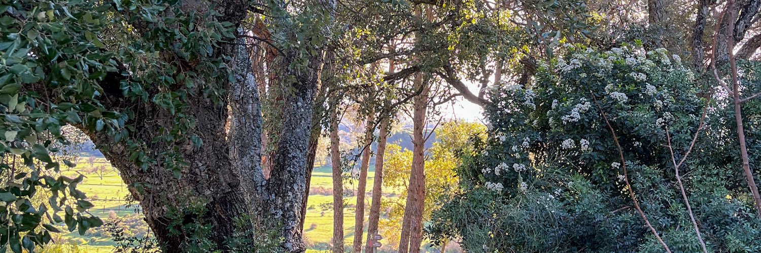 SedenoAli's profile banner image