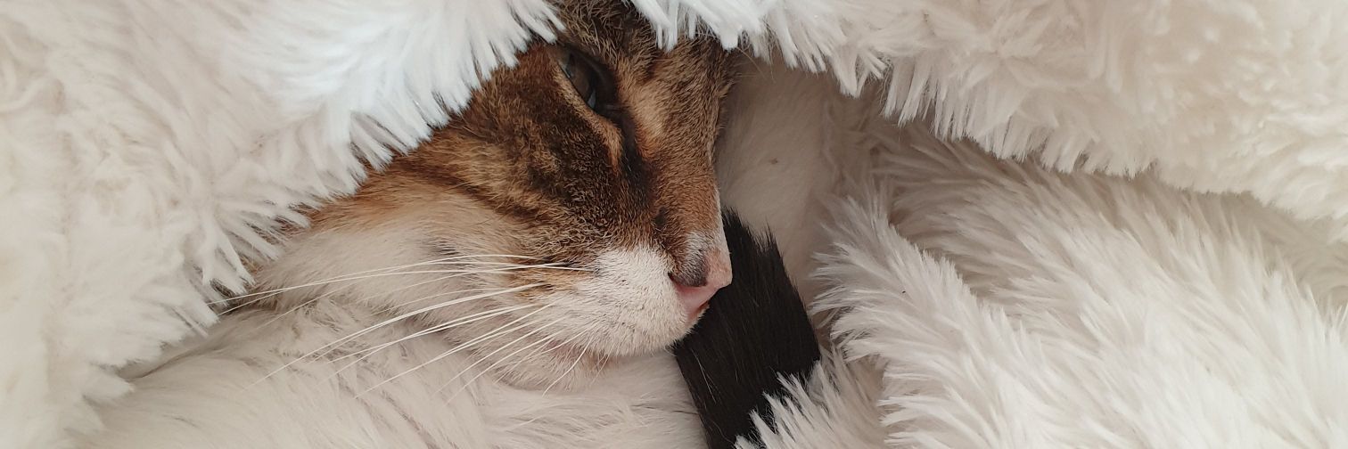 temptedeli's profile banner image