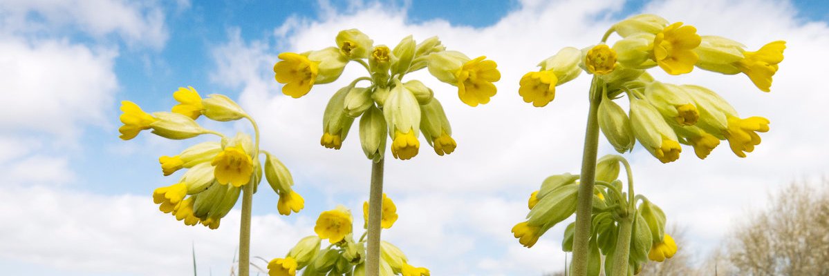WildflowerNurs's profile banner image