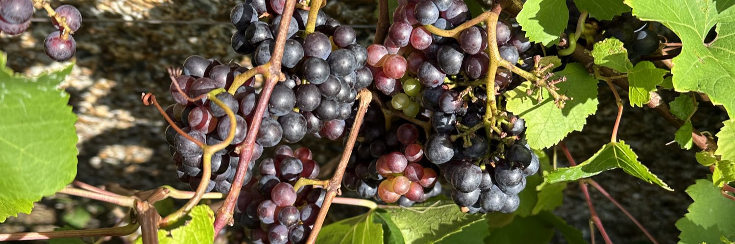 Tom De Vecchi banner