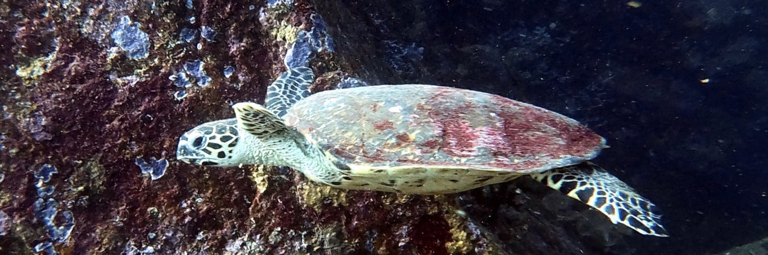 Andre Sanchez Pacheco banner