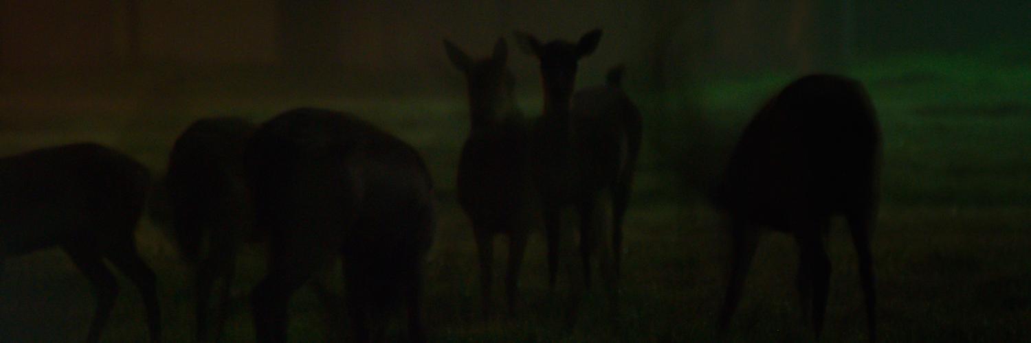 davidversteeg's profile banner image