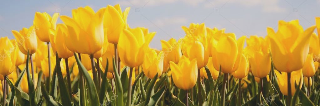 StacyCampanini's profile banner image