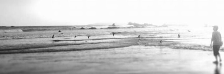 tullytulip's profile banner image