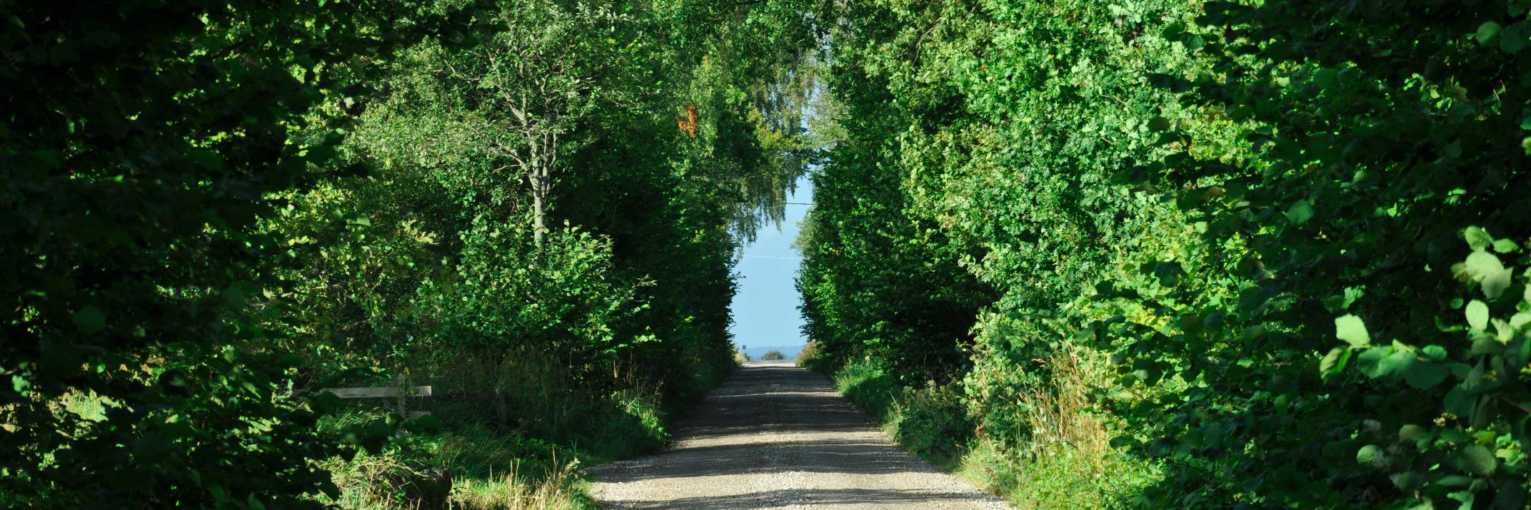 Daniel Westman banner