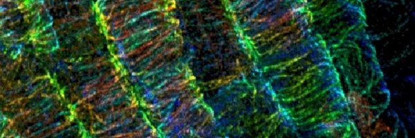 CEMB_STC Profile Banner