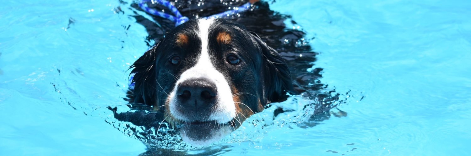 ArmyBernese2's profile banner image