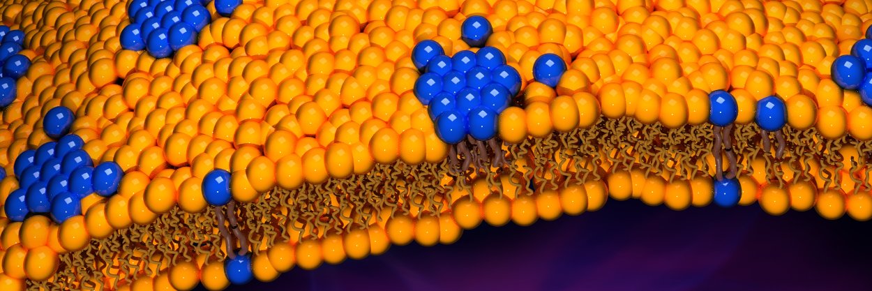 Biomembranes's banner