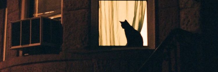 _littlebean_'s profile banner image