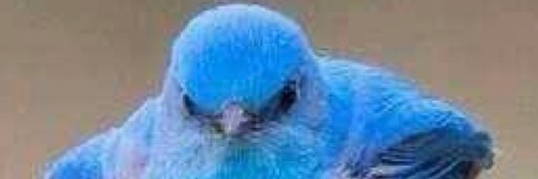 LiliTorres59's profile banner image