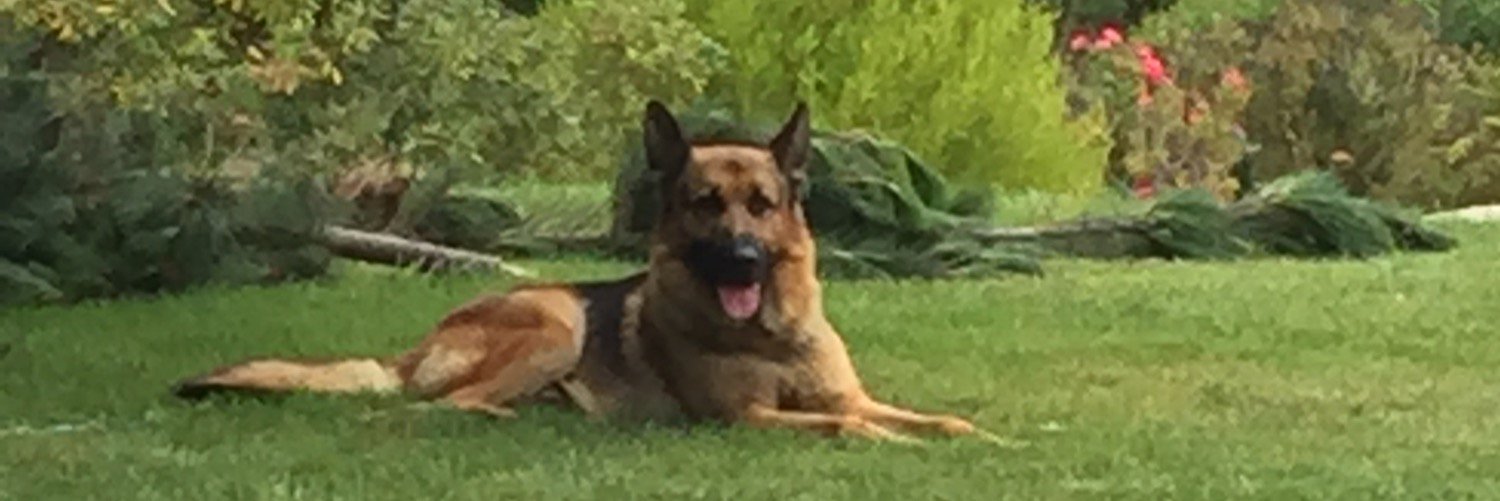 Katia Trusich banner