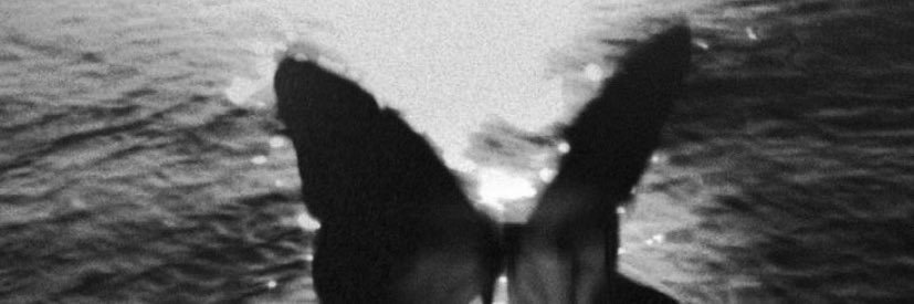 IInlli's profile banner image