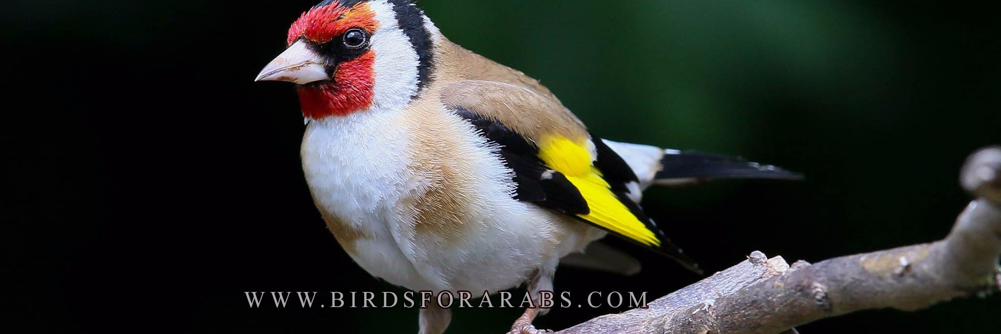 birdsforarabs's profile banner image