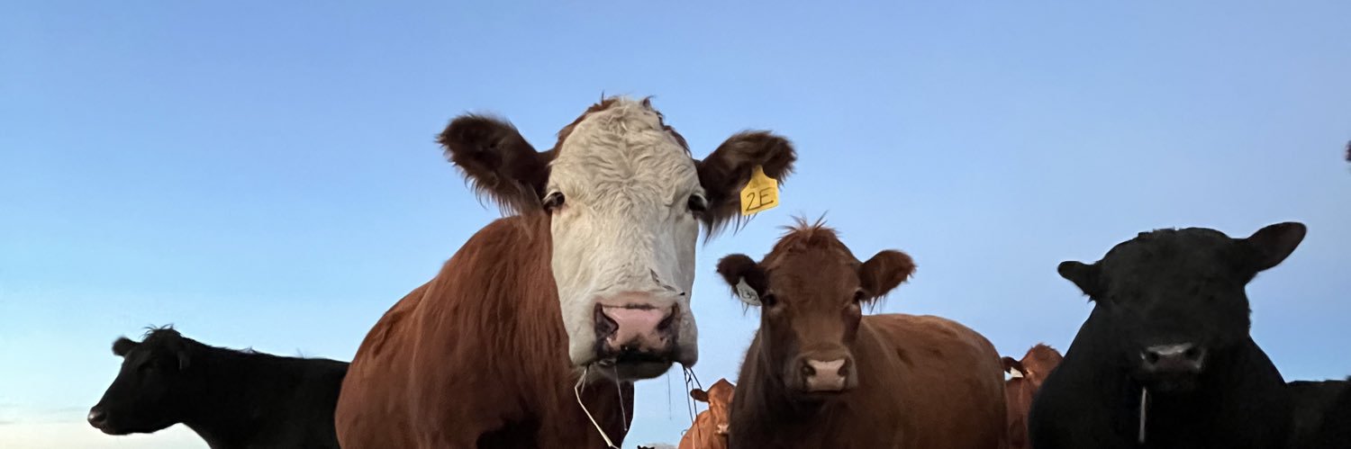 SandeeHardy's profile banner image