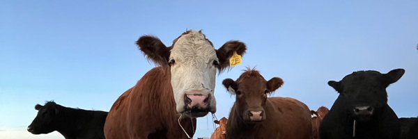 SandeeHardy Profile Banner