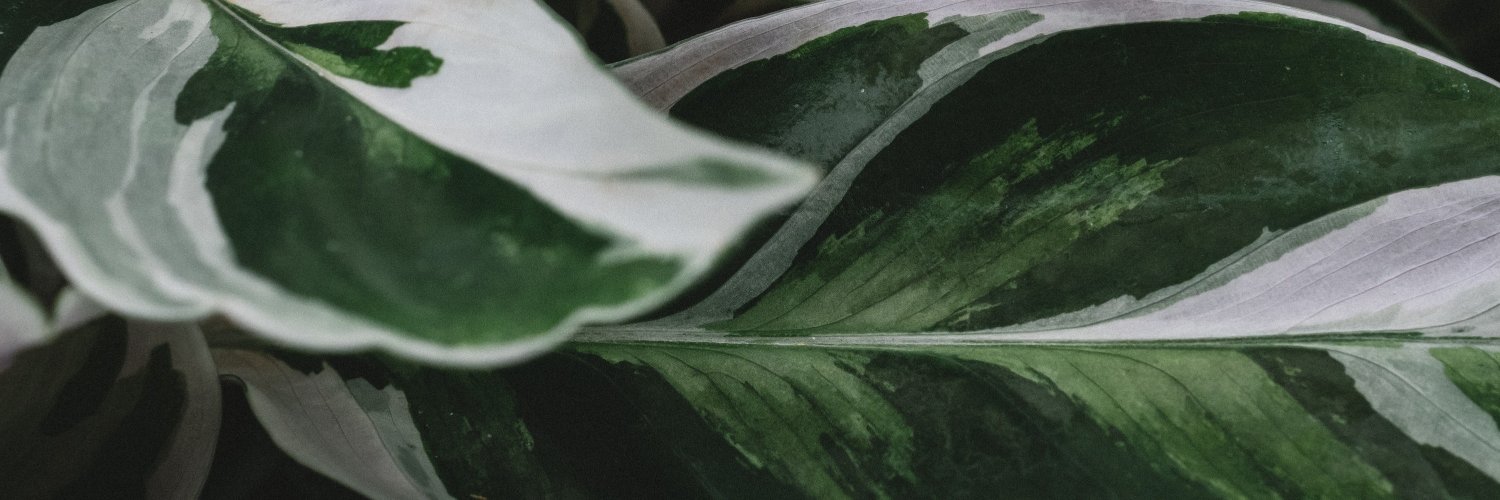 monestera_spp's profile banner image