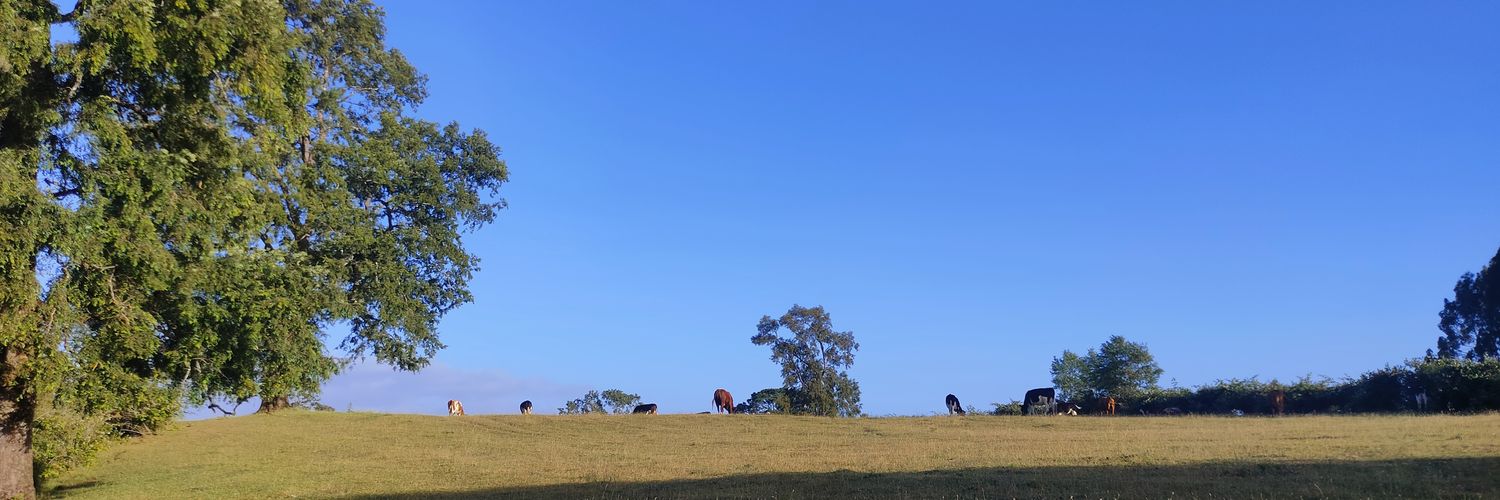 Meridia 🌳 banner
