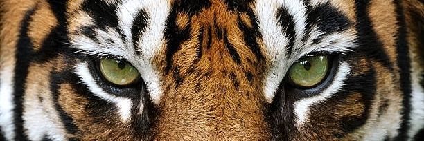 RatherAaqib13's profile banner image
