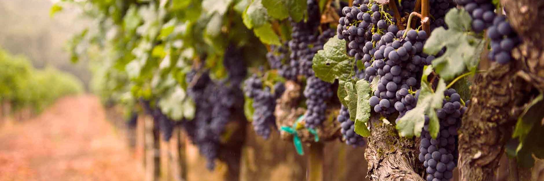 oakvillewine's profile banner image