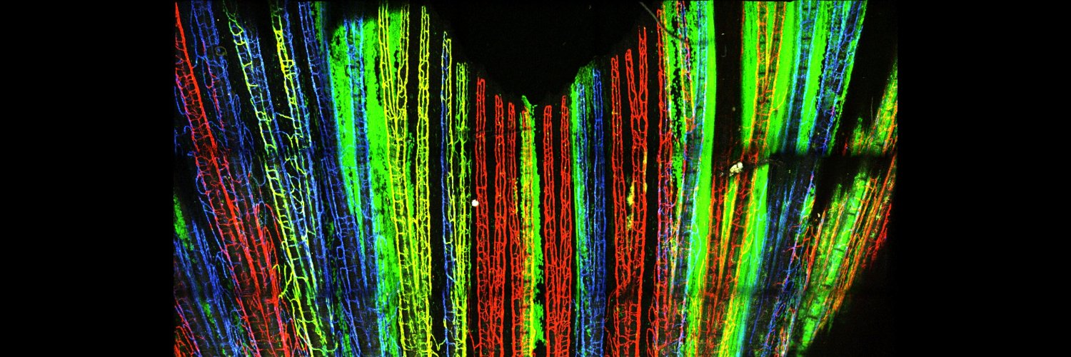 Yaniv Lab-Weizmann Institute's banner