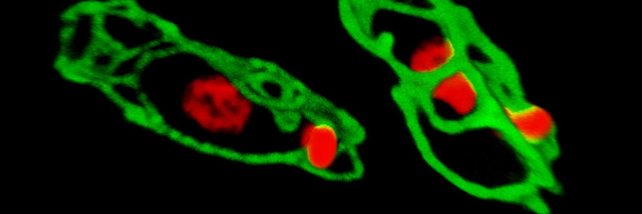 Dr. Megan Povelones banner