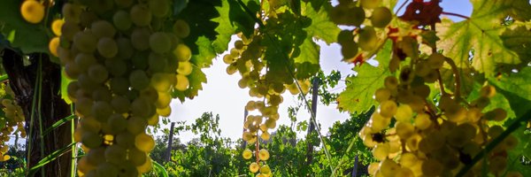 VallBetlem Profile Banner