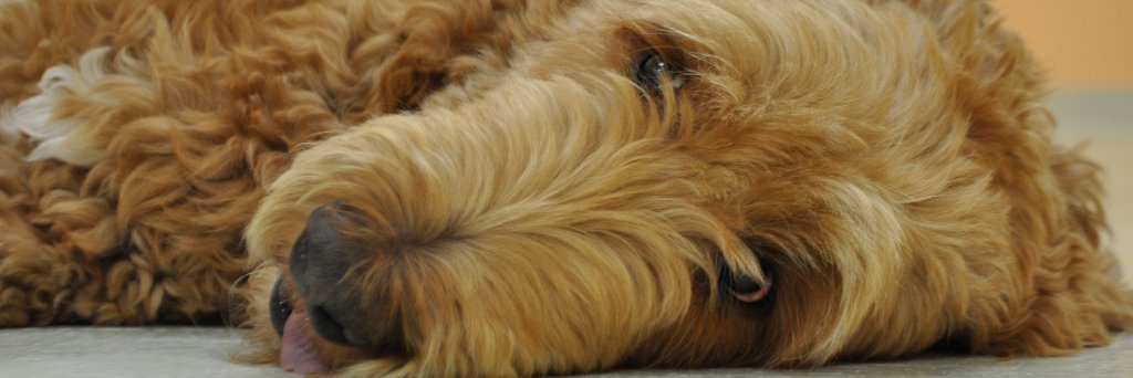 ThePetsInn's profile banner image
