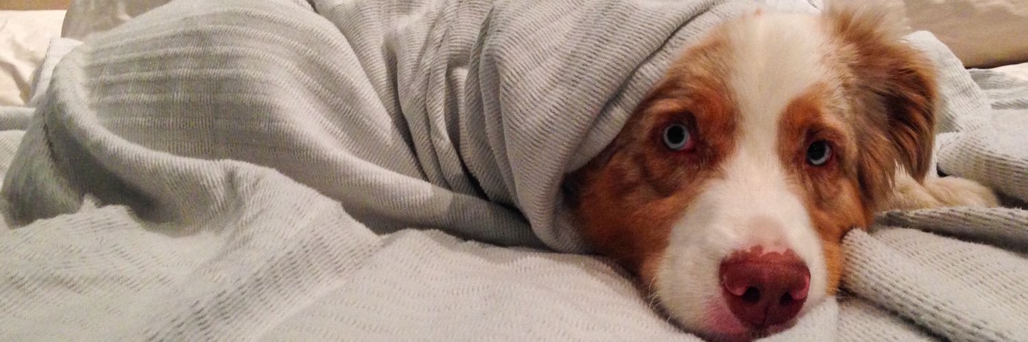 Frankofloxacin banner