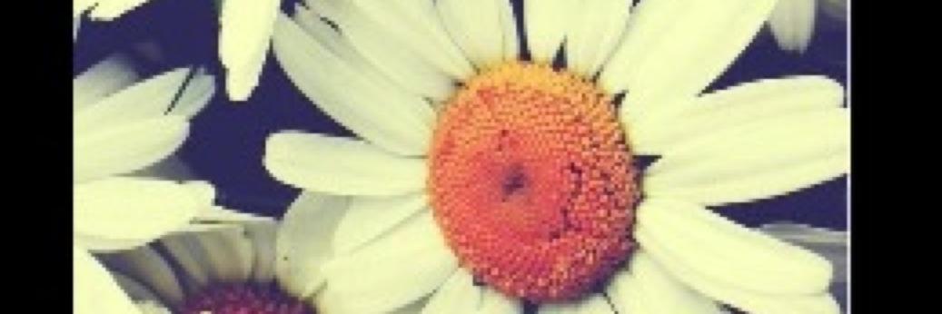 wallhannah2's profile banner image
