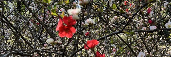 swarmisms Profile Banner