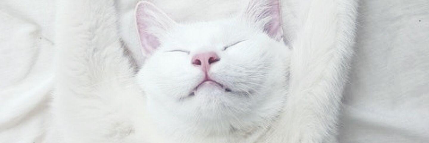 applenicoleee's profile banner image