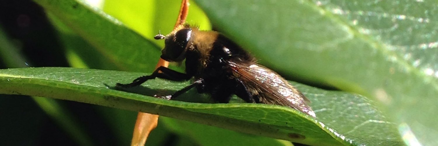 Bugs_Creatures's profile banner image