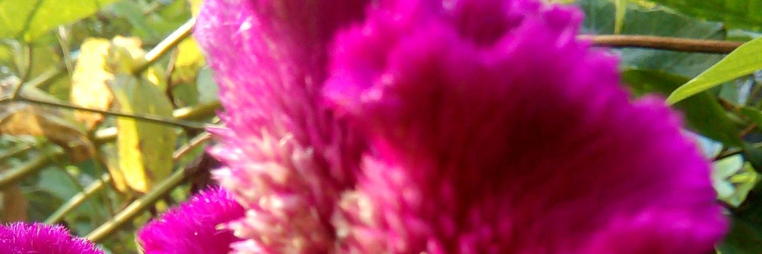 pvbabu's profile banner image