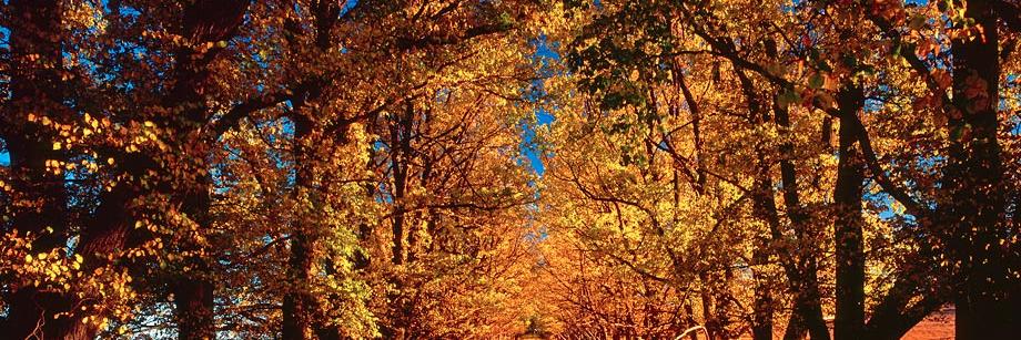 Wayne C H Dobson banner