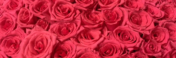 pocamama Profile Banner