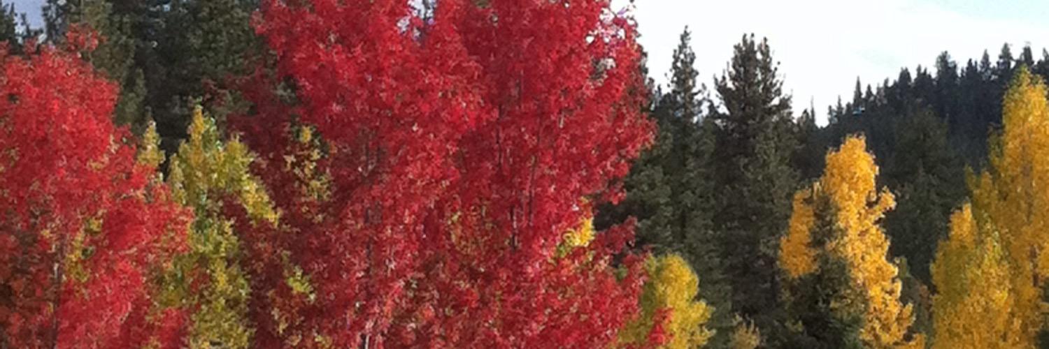 bruffner's profile banner image