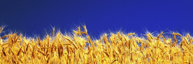 Crank Puller ❌ Саботаж и гражд. неповиновение ❌ banner