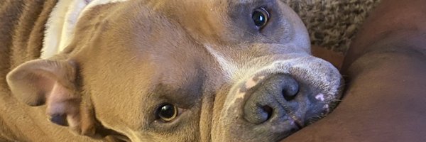_tyrellajian Profile Banner