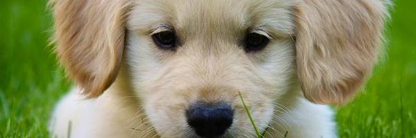 TheFacelessUser Profile Banner