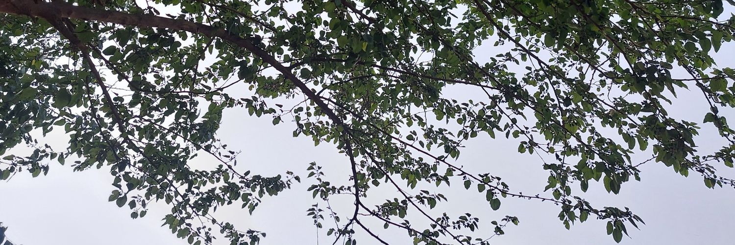 AlaaElktany's profile banner image