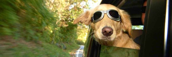 ZoomyFlew Profile Banner