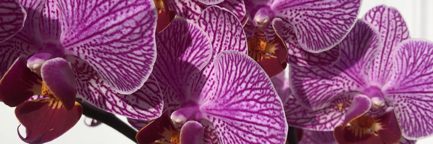 pheebeezee's profile banner image