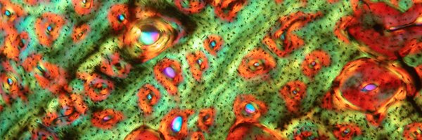 histo_holly Profile Banner