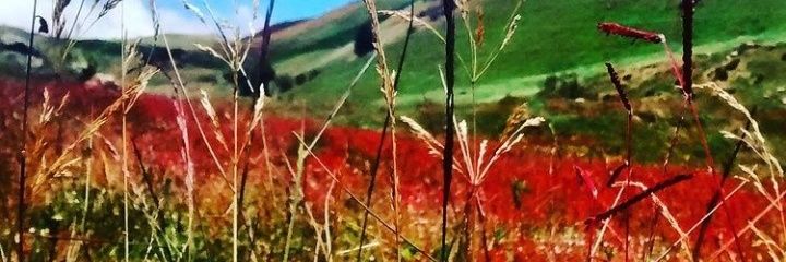 Esteban O... banner