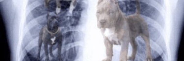 beebfps Profile Banner