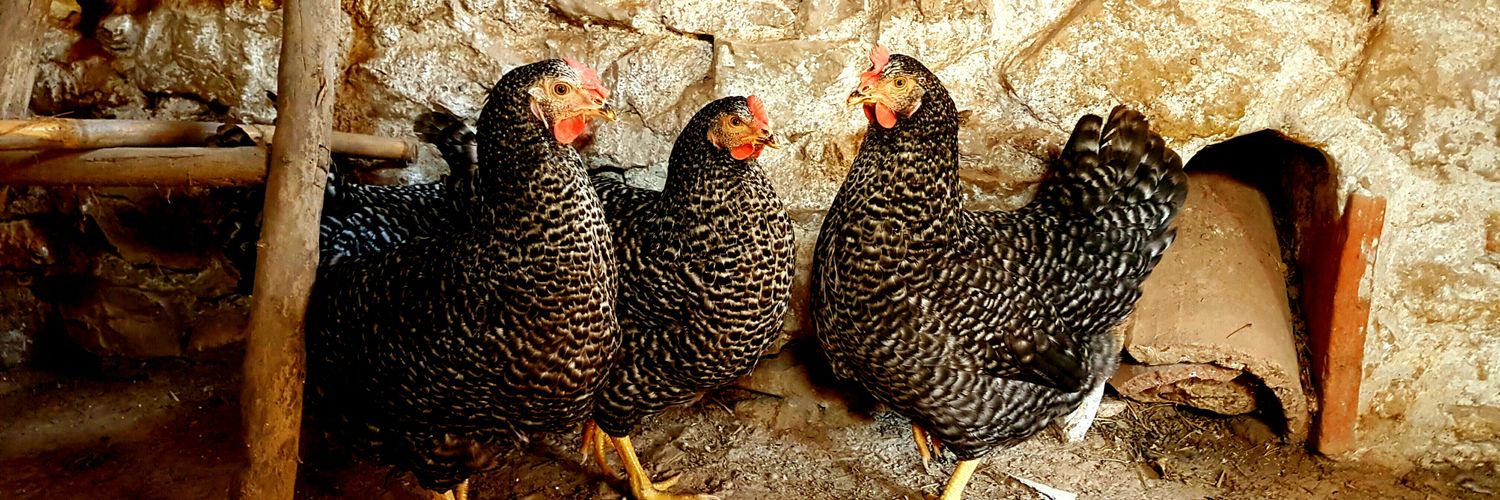 Félix Torres banner